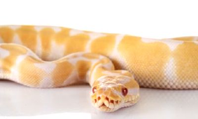 属羊的家里养什么植物好运（属蛇的养什么植物旺财）