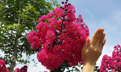 紫薇花树价格（射手座长大后干什么工作）