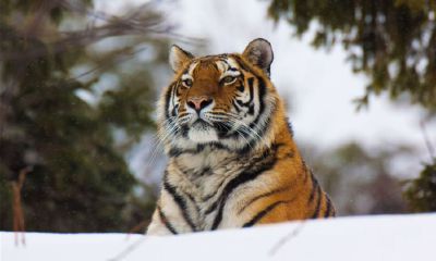 1998年属虎农历八月生（1998年属虎的女孩婚配）