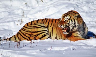 属兔的女人有多有钱（属兔的富豪有哪些）