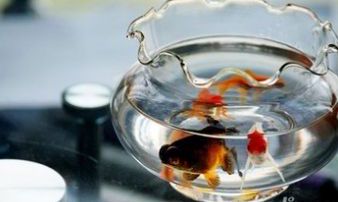 家中养哪种鱼最旺财（养什么鱼招财）