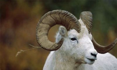 93属鸡女的命运怎么样（93属鸡女旺夫吗）