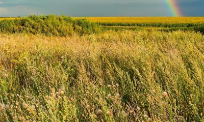 属羊的明年要再次高考好不好（属羊的2023年高考好不好）