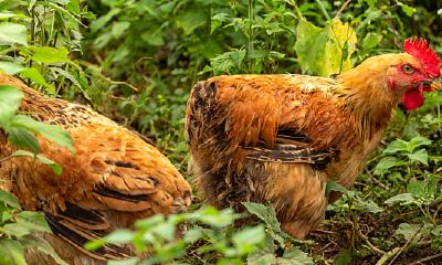 属鸡的2023年的财运（属鸡男2023年财运怎么样）