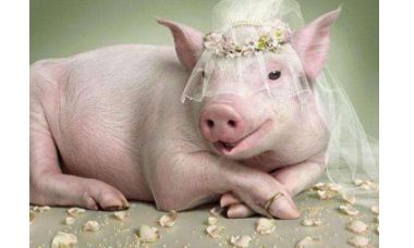 虎年猪年的运势及运程（八三年属猪人2023年虎年运势）