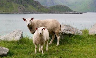 2023年12月10日什么生肖相冲（2023什么属相犯太岁表）