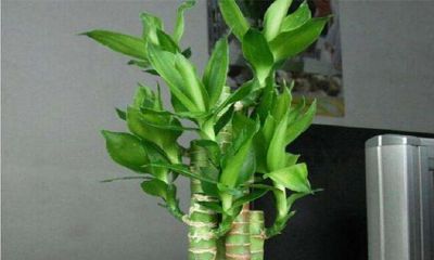 养几支富贵竹招财（水养富贵竹几根最旺财）