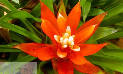 2023属牛幸运植物（属牛的人2023年的幸运色是什么色）