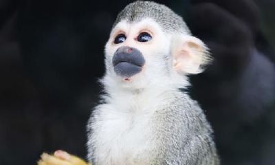 属猴人一生财气（属猴人命运与财运）