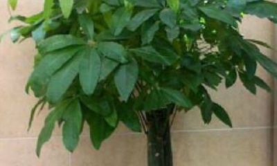 招财树室外11度可以浇水吗（招财树怎么浇水几天浇）