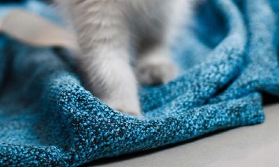 1991年属羊女和1994年属狗男婚配如何（属狗和属鸡的婚姻如何）