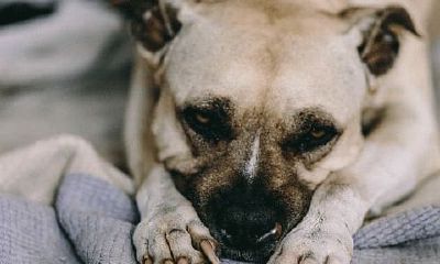 属狗的适合哪些字取网名（属狗人用什么网名最好）