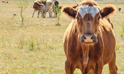 属牛与属蛇合作（属牛和属蛇的婚姻怎么样）