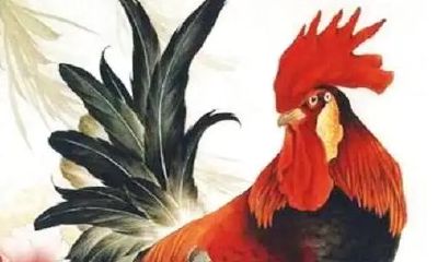 2023年1993年属鸡人的全年运势（93年属鸡晚婚是多晚）