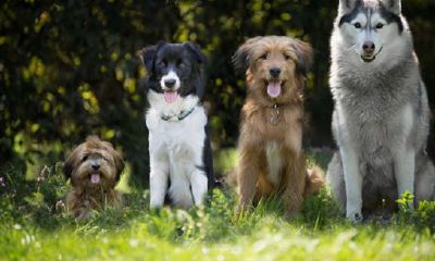 94年属狗女在2023年全年运程（94年属狗女2023年运势和婚姻）