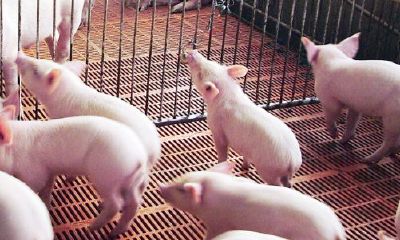 属兔的人在2023年适合养猪吗（2023年属兔好吗）