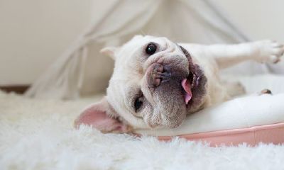 属狗人明天运气怎样（1994年属狗人的命运）