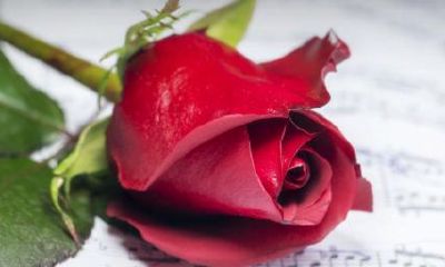 床头放干花有招桃花运吗（床头放什么增加桃花运）