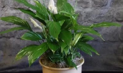 招财花有哪些（旺财花卉有哪些）