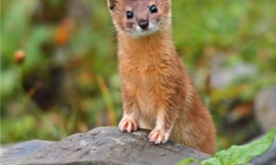 家里住黄大仙好吗（家里进了黄大仙怎么办）