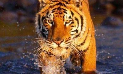 属鸡男二婚和什么合适（属鸡男最佳婚配属相最好）