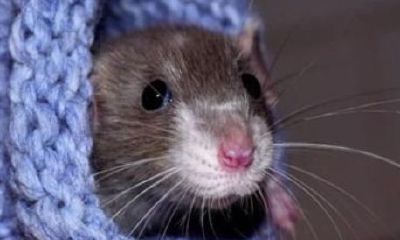 84年属鼠男2023年每月运势及运程（1984年属鼠人2023年每月运势）