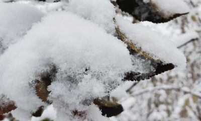 小院绿植风水布局（家里放什么植物好风水）