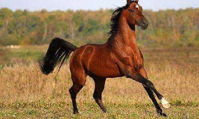 1954年属马的是什么命（54年属马人属于什么命）