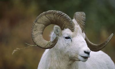 为什么说属羊的不好呢（为什么说属羊女的命苦）