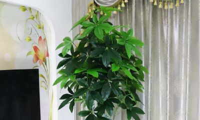 招财树镇宅吗（招财树放哪里最旺财）