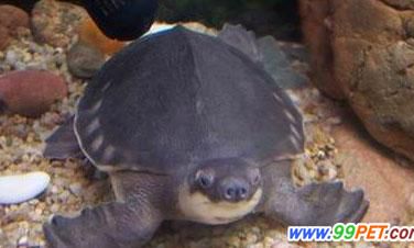 招财龟哪种好（黄金招财龟是什么品种）