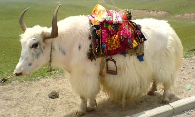 1980年年属猴男在2023年事业（男属猴女属蛇相配吗）