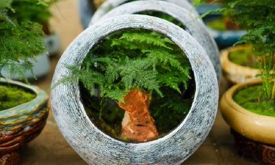 文竹的风水旺财作用（镇宅辟邪最厉害的植物）