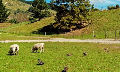 1982年属狗男和1991年属羊女（属羊女与属羊男的婚姻如何）