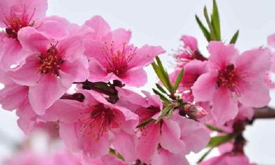 催旺桃花运的盆栽植物（单身催姻缘摆件）