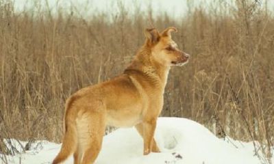 家里养什么样的狗最好最旺财（做生意要养什么狗招财）