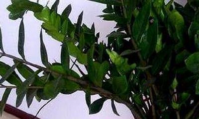 2023偏财运方位（2023年属羊人偏财运）