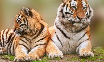 生肖配对虎兔（虎跟兔子属相配吗）