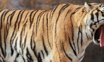 属虎儿子与属蛇爸爸合吗（属马和属虎的人合不合）