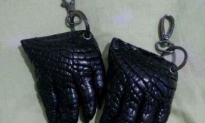 鳄鱼是招财的动物吗（养什么动物招财又辟邪）