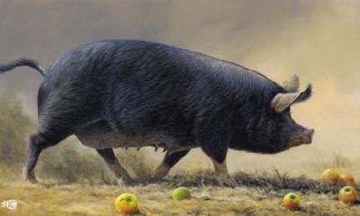 属猪的寿命长吗（1947年属猪女人寿命）