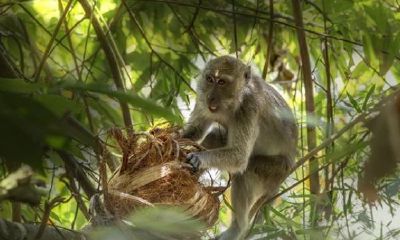 属猴的年龄查询（查一下属猴的年龄）