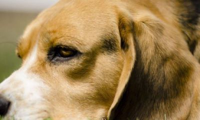 属狗人的每天运势（77年属蛇人今年运势）