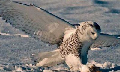 大运十神枭神是什么意思（男命走正官大运好吗）