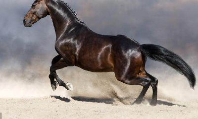 属马人鼠年好还是牛年好（属马的人在鼠年的运程）