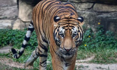 1974年属虎是什么命（1974年属虎人的终生寿命）