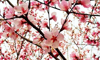 周公解梦梦见种桃花树（女人梦见桃花周公解梦）