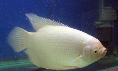 我想看招财鱼（招财鱼能长多大）