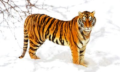 今年属兔是哪一年出生的（属蛇的是哪一年出生的）