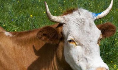 属牛的本命年可以吃牛头吗（本命年牛要注意什么）